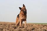 BERGER ALLEMAND 1347